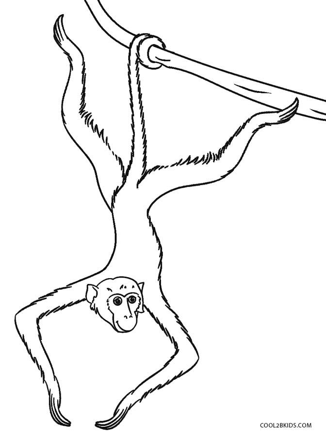 Image Result For Spider Monkey Line Art Coloring Pages - Spider Monkey Draw...