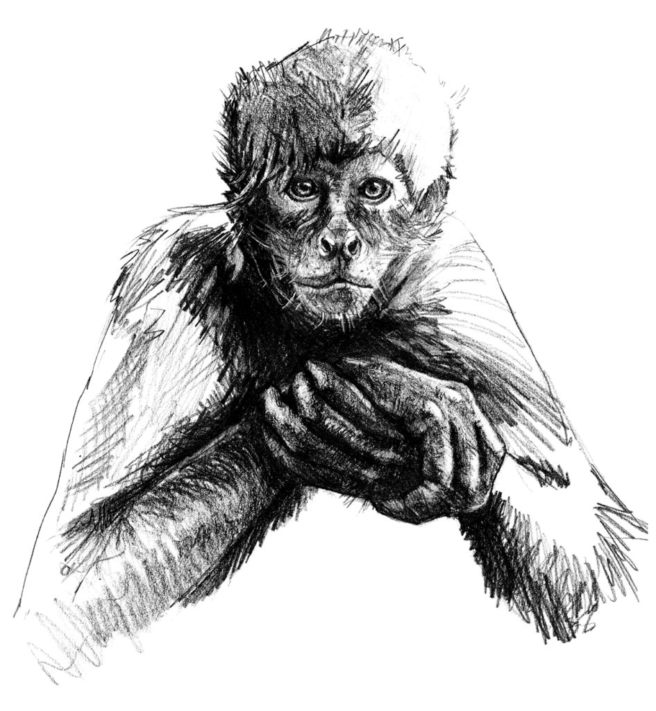 945x1024 Sketching The Brown Headed Spider Monkey - Spider Monkey Drawing. 