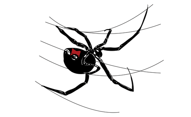 650x400 How To Draw A Black Widow Spider - Spider On Web Drawing