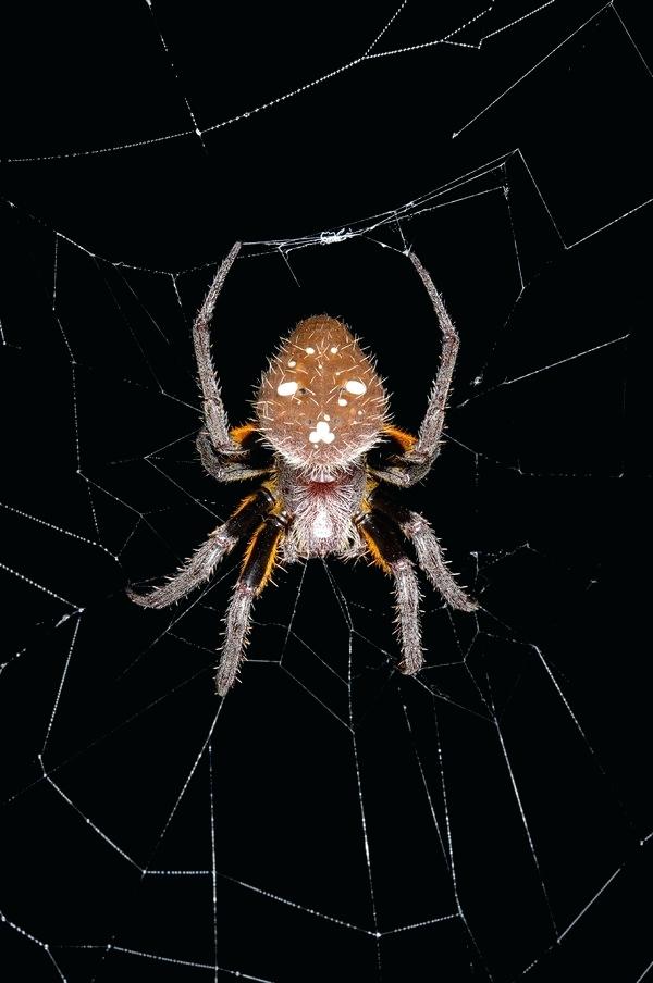 600x904 Spider On A Web Spinning A Web Illustration Awesome Radio Narrated - Spider On Web Drawing