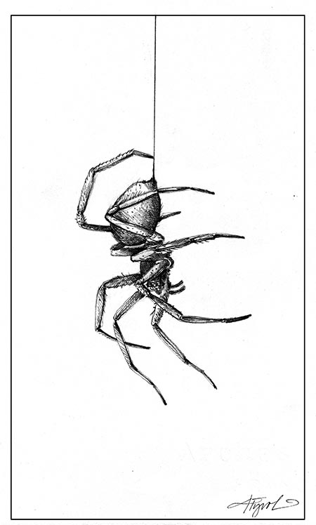 450x748 spider silk the outside story - Spider On Web Drawing