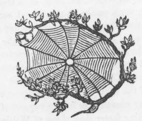 289x247 Spider Web Drawing - Spider On Web Drawing