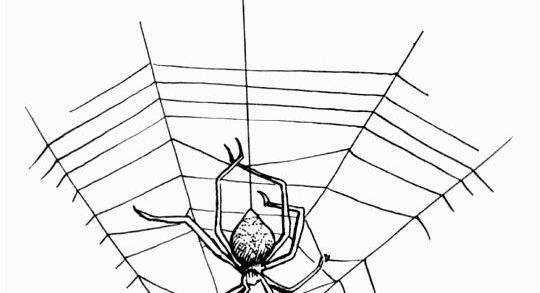 540x293 Drawing Art Websites And Spider Web Coloring - Spider On Web Drawing