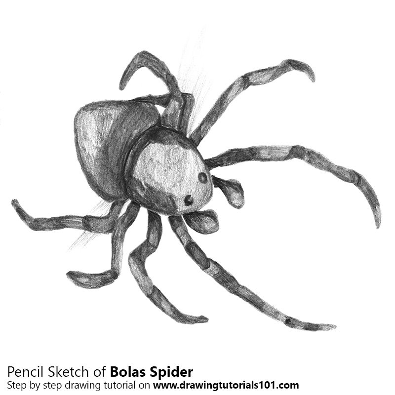 800x800 Bolas Spider Pencil Drawing - Spider Pencil Drawing