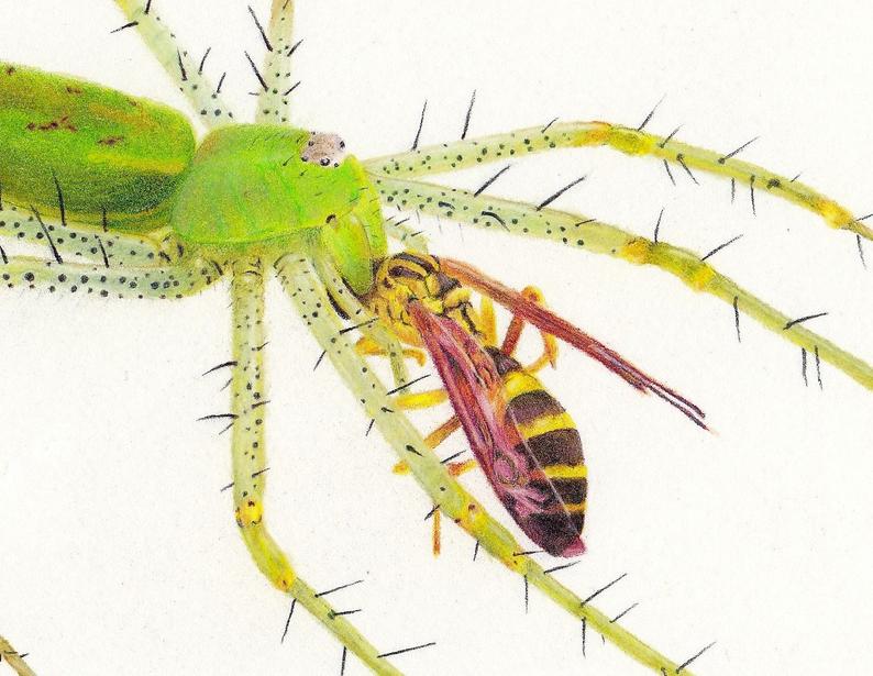 794x615 colored pencil drawing of the death of a wasp cool spider etsy - Spider Pencil Drawing