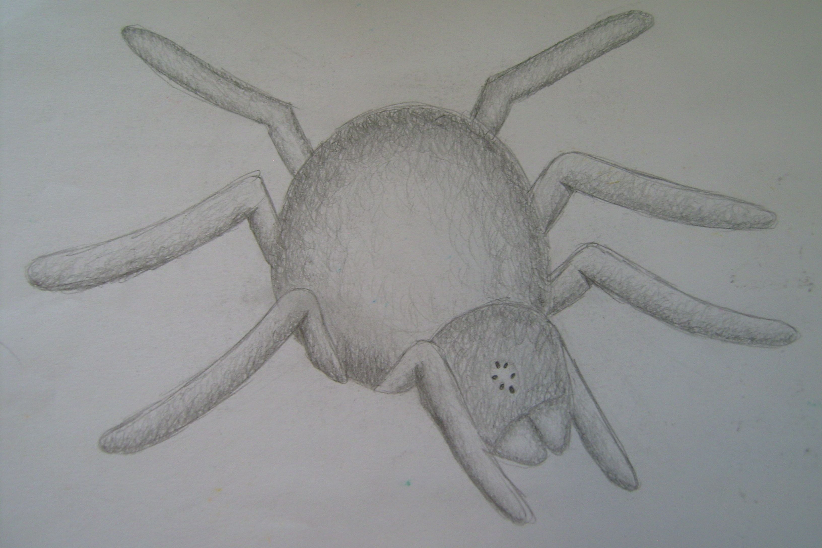 3264x2176 Filepencil Drawing - Spider Pencil Drawing