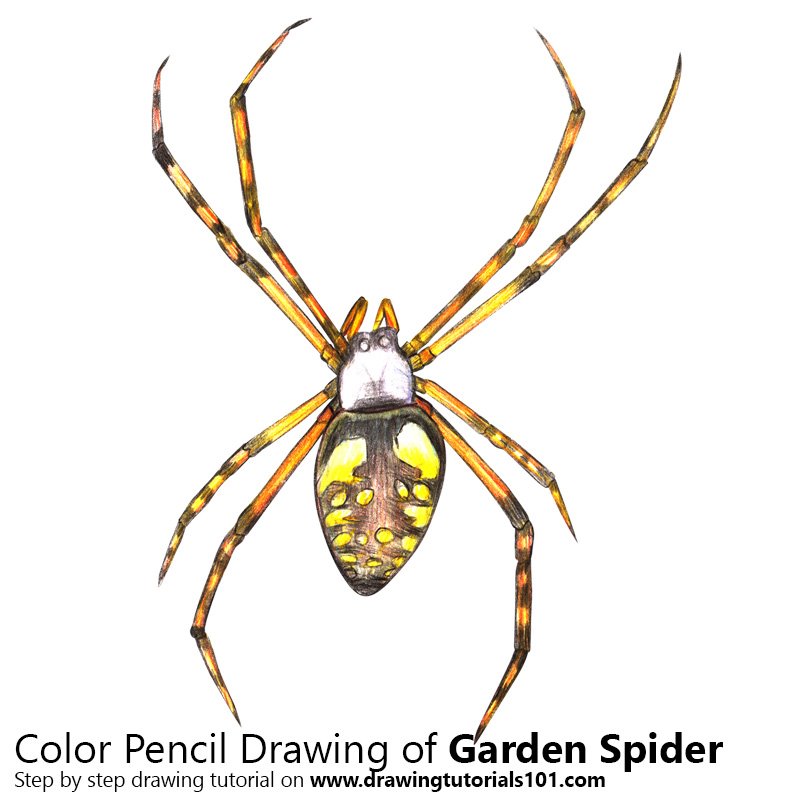 800x800 Garden Spider Colored Pencils - Spider Pencil Drawing