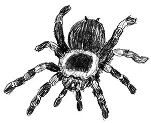 300x244 How To Draw A Spider - Spider Pencil Drawing