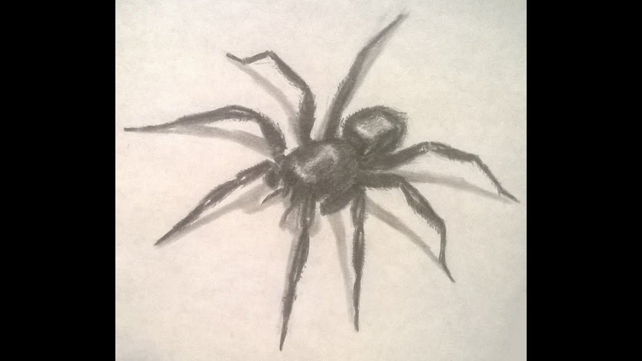 Spider Pencil Drawing at Explore collection of