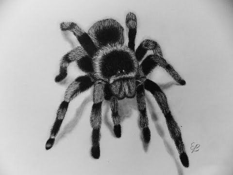 480x360 How To Draw A Spider With Pencil Step - Spider Pencil Drawing