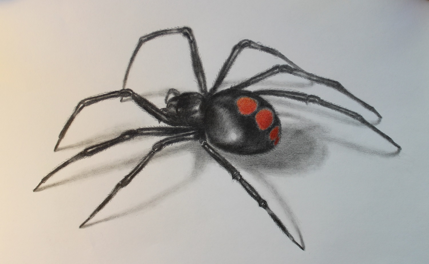 Spider Pencil Drawing at Explore collection of