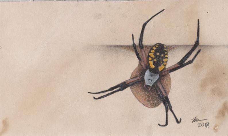 794x473 Original Colored Pencil Drawing Of Garden Spider With Her Egg Etsy - Spider Pencil Drawing