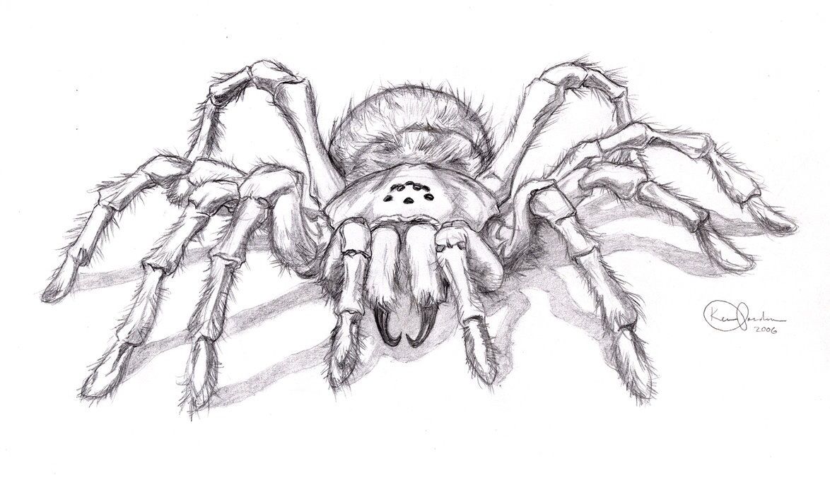1174x680 realistic spider drawing spiders in spider art, drawings - Spider Pencil Drawing