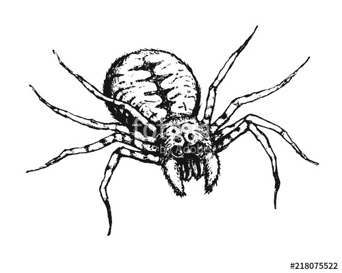 500x399 Scary Spider Pencil Drawing Halloween Illustration Can Be Used - Spider Pencil Drawing