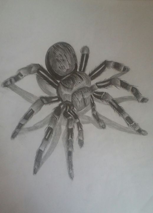 519x720 Spider Pencil Drawing - Spider Pencil Drawing