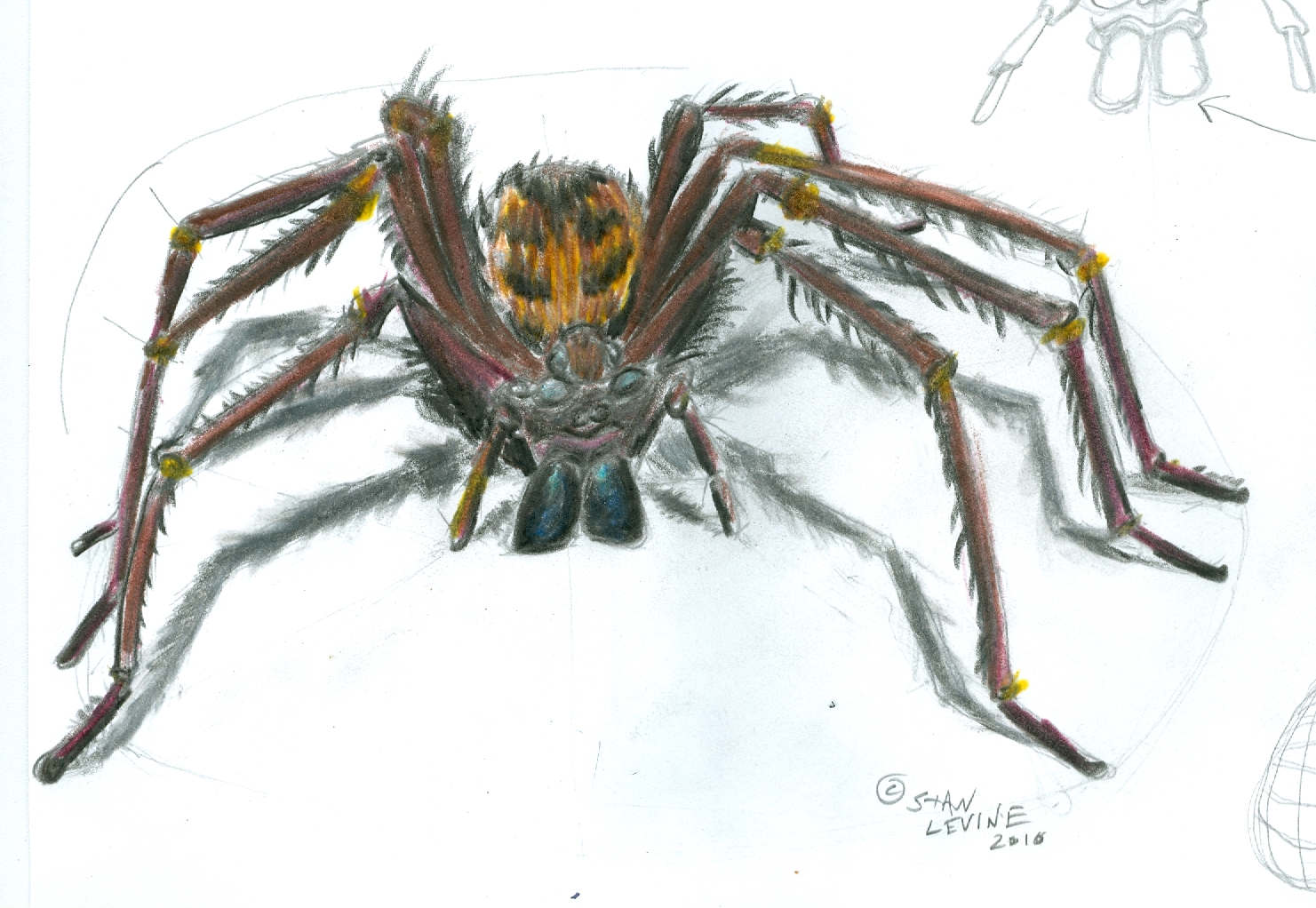 1481x1022 Spider Drawing, Pencil, Sketch, Colorful, Realistic Art Images - Spider Pencil Drawing
