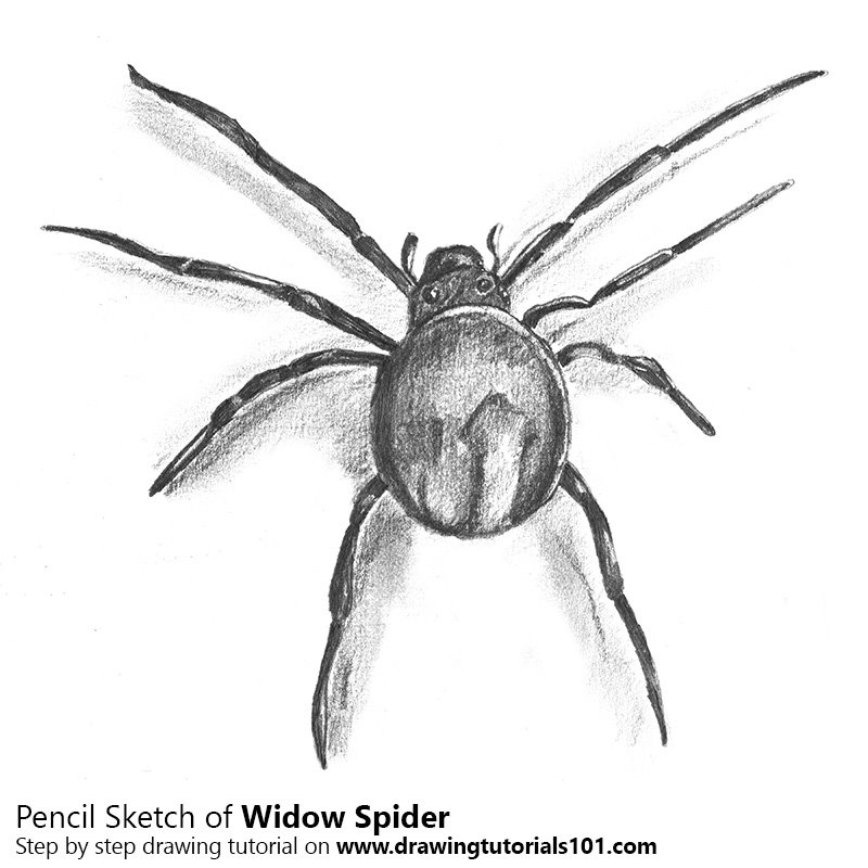 Spider Pencil Drawing at Explore collection of