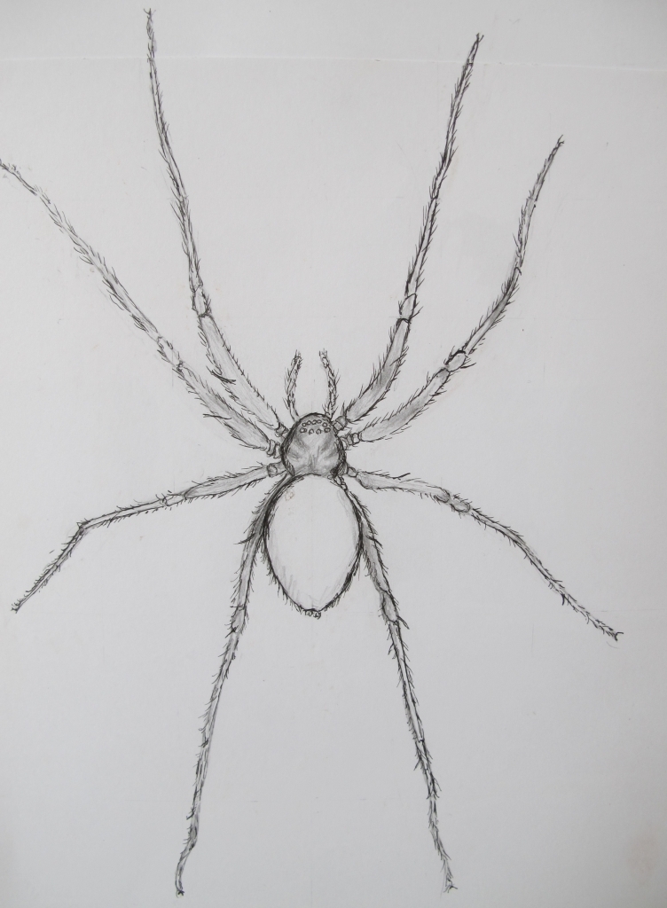 752x1024 Spider Drawing Pencil For Free Download - Spider Pencil Drawing