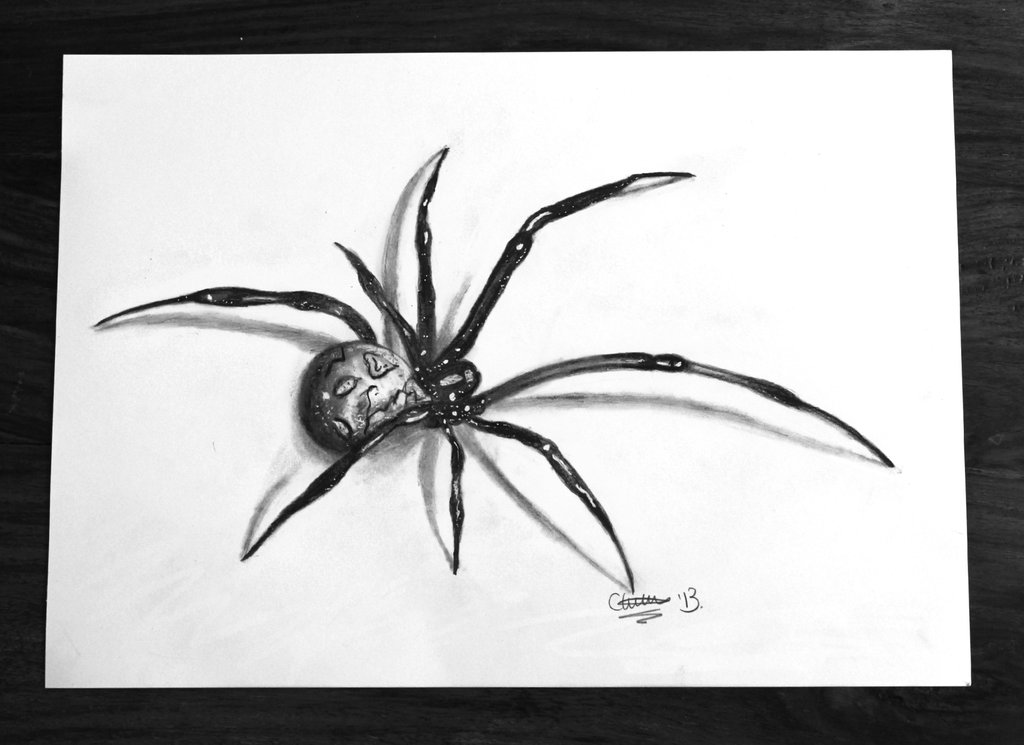 1024x745 Spider Drawing For Free Download - Spider Pencil Drawing