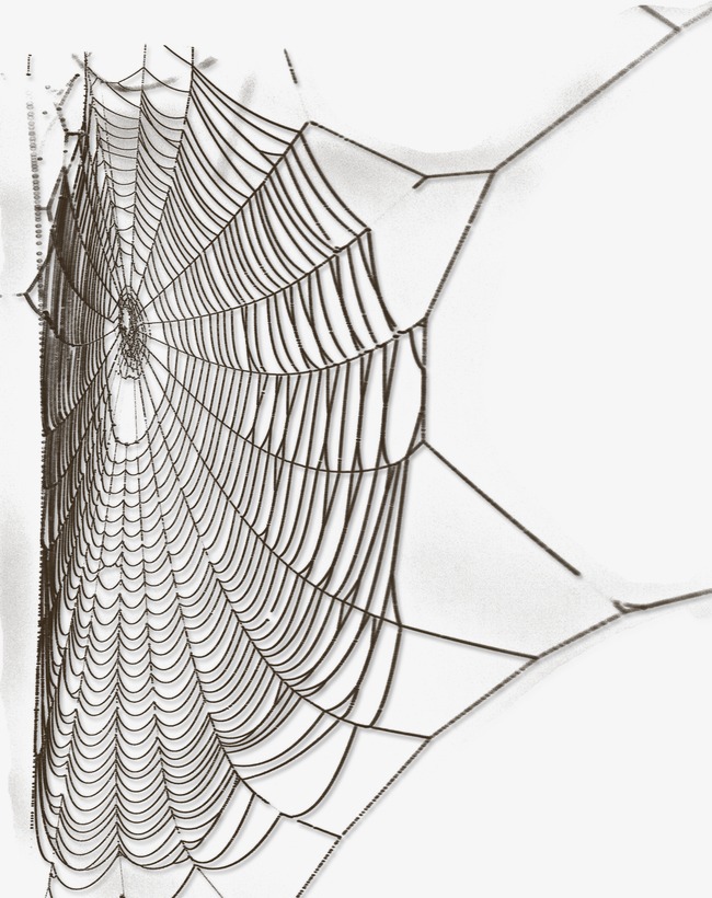 650x820 Sketch Cartoon Pictures Spider Web, Cartoon Clipart, Spider - Spider Web Cartoon Drawing