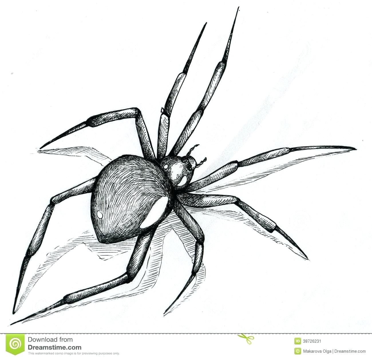 1300x1255 Drawing A Spider Spider Web Cartoon Drawing How To Draw A Spider - Spider Web Cartoon Drawing