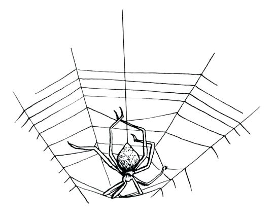 540x440 Spider Web Coloring - Spider Web Drawing