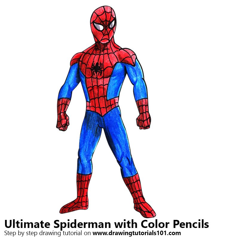 800x800 Ultimate Spider Man Colored Pencils - Spiderman Drawing Color