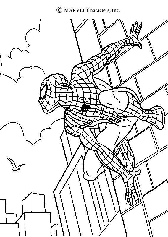 568x802 color this spiderman drawing this spiderman scales walls coloring - Spiderman Drawing Pages