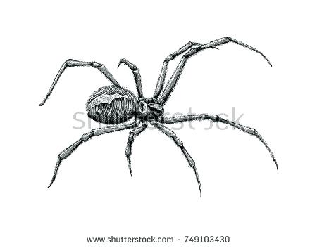 450x353 drawing a spider black widow spider hand drawing drawing spiderman - Spiderman Logo Drawing