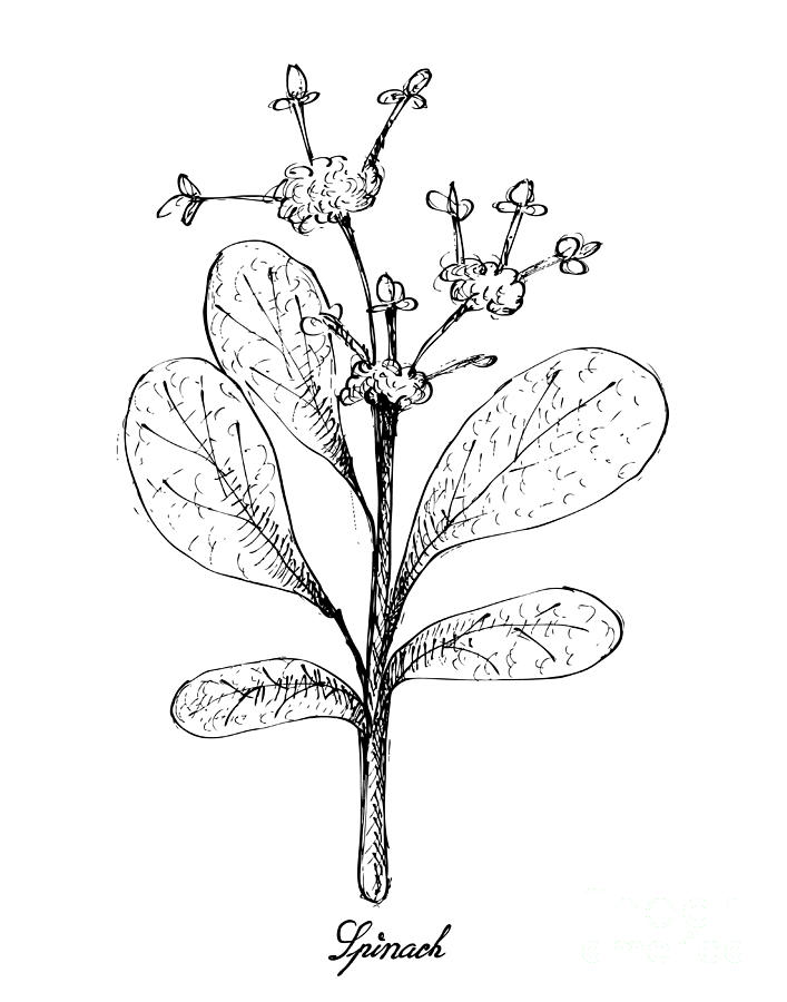 707x900 Hand Drawn Of Spinach On White Background Drawing - Spinach Drawing