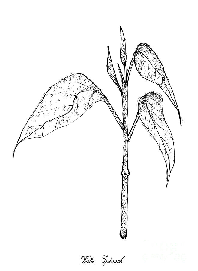 660x900 Hand Drawn Of Water Spinach On White Background Drawing - Spinach Drawing