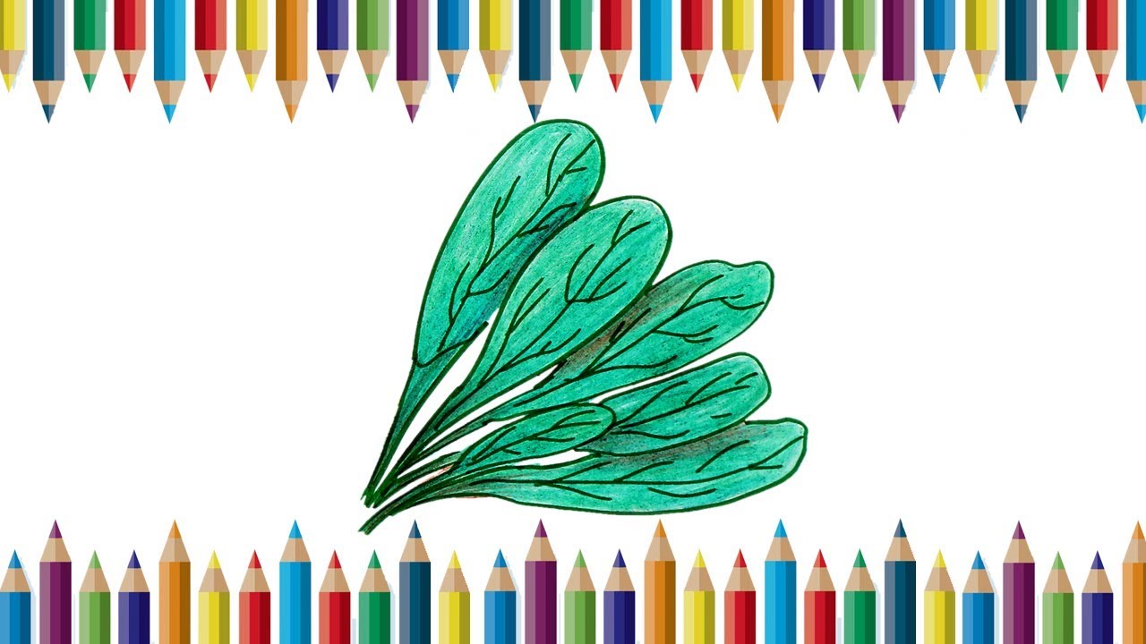 Spinach Drawing at Explore collection of Spinach