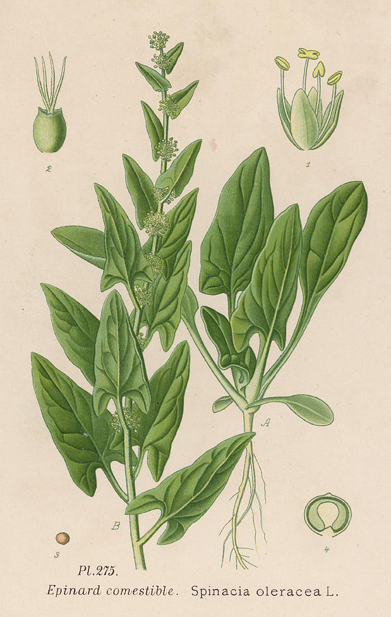 571x900 spinach date late century drawing - Spinach Drawing