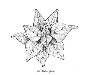 300x250 Spinach Drawings Fine Art America - Spinach Drawing