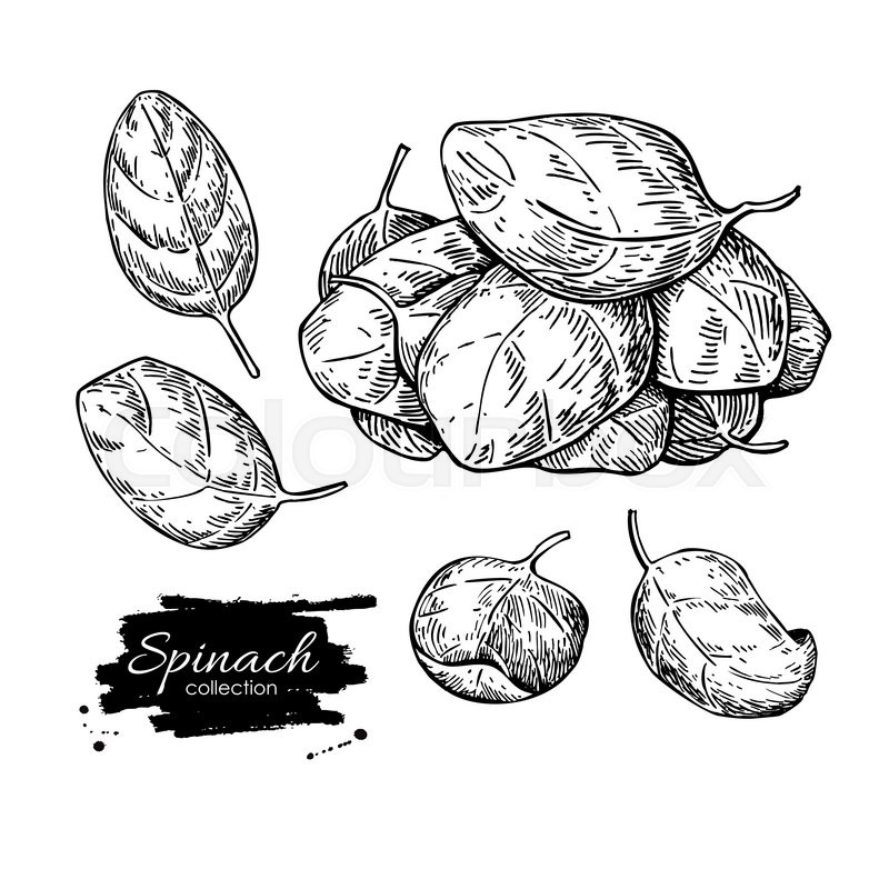 800x800 Spinach Leaves Hand Drawn Vector Set Stock Vector Colourbox - Spinach Drawing