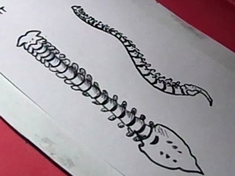 480x360 how to draw human spine drawing for kids - Spinal Cord Drawing