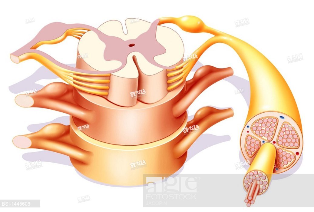1037x700 spinal cord, drawing the spinal cord representation in front - Spinal Cord Drawing