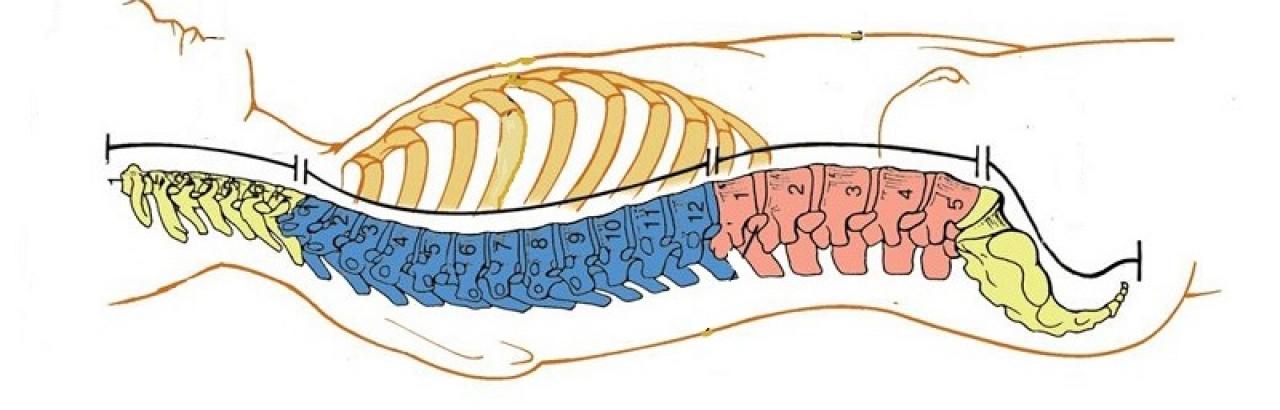 1280x410 spinal cord injury - Spinal Cord Drawing