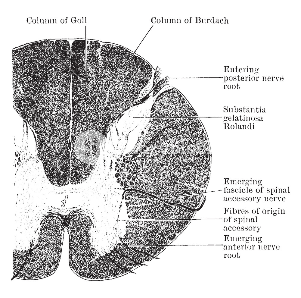 1000x989 spinal cord is a long thin tubular bundle of nervous tissue - Spinal Cord Drawing