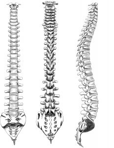 Spinal Cord Drawing at PaintingValley.com | Explore collection of