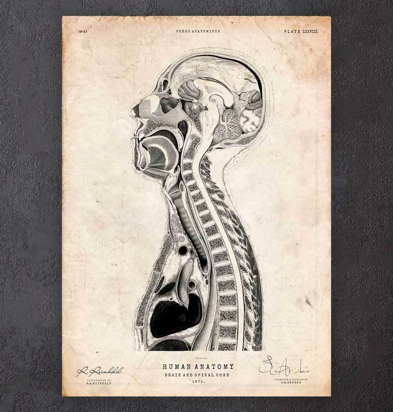800x840 brain anatomy drawing - Spinal Cord Drawing