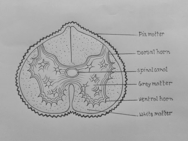 640x480 draw a labeled diagram of t s of spinal cord - Spinal Cord Drawing