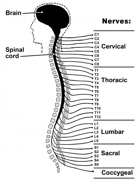 Spinal Cord Drawing at PaintingValley.com | Explore collection of