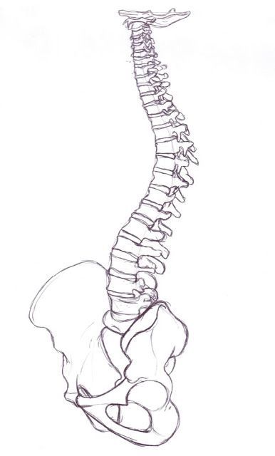 386x640 figurative language on pg it says, the whole spine - Spine Drawing