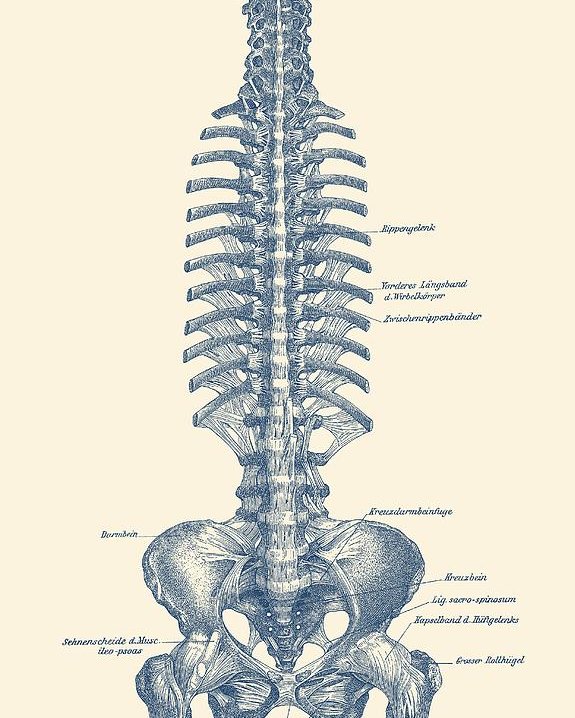 Spine Drawing At Paintingvalley Com Explore Collection Of Spine Drawing