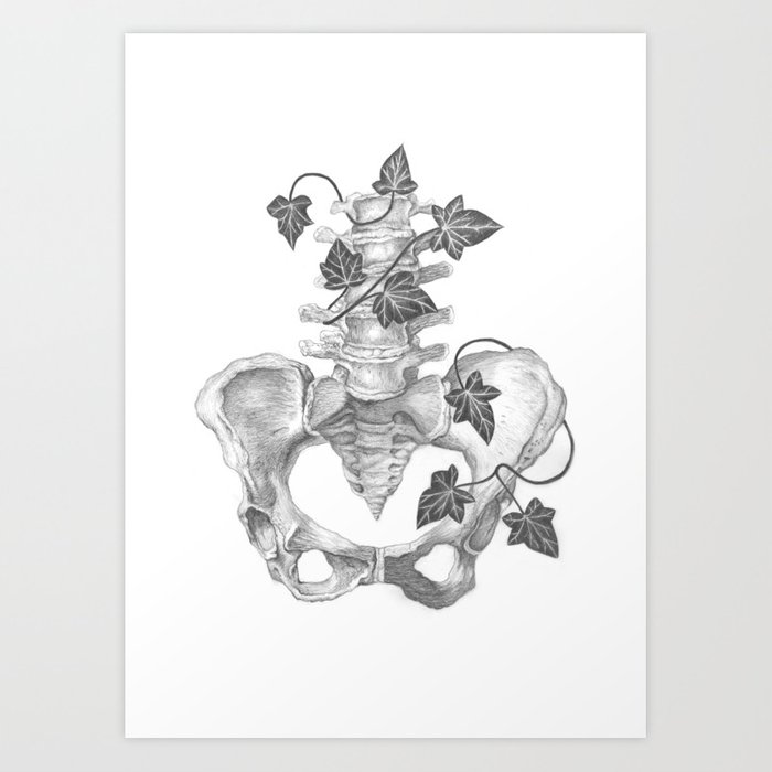 700x700 ivy and spine - Spine Drawing