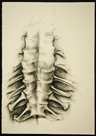 337x480 Lorena Salcedo Watson - Spine Drawing