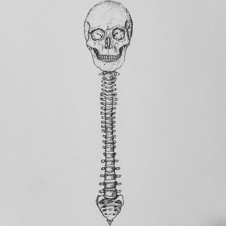 750x750 skull and spine - Spine Drawing