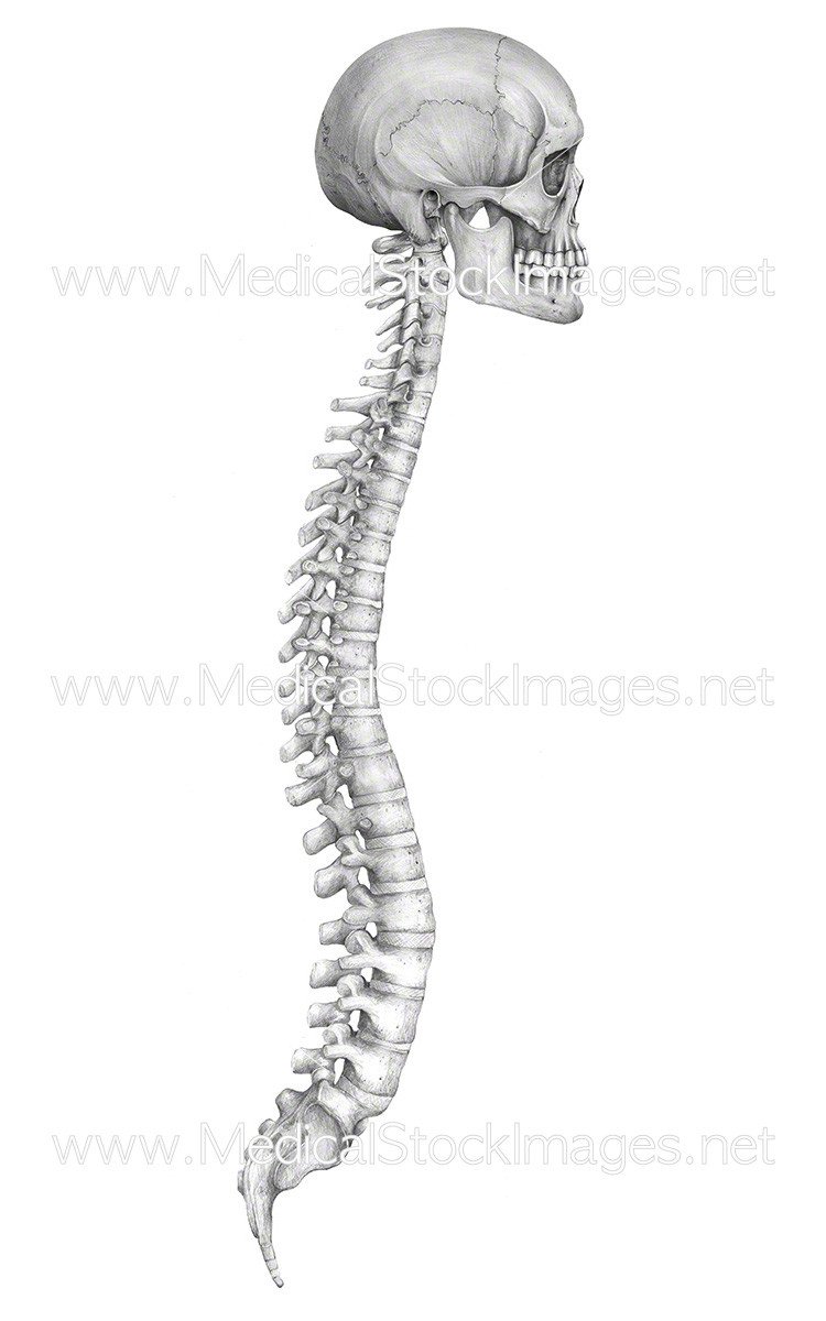 750x1200 skull and spine in pencil medical stock images company - Spine Drawing