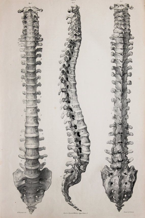 Spine Drawing at Explore collection of Spine Drawing